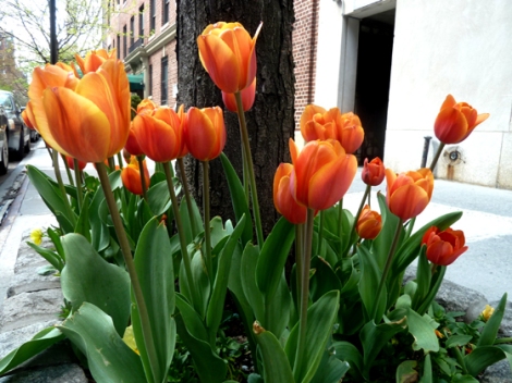 Tulips, Flower, Spring, Sidewalks, New York
