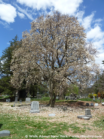 Magnolias, Green-Wood Cemetery, Brooklyn, Cemetery, Trees, Gravestone, Gay Graves Tour