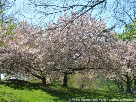 New York Botanical Garden, the Bronx, Spring, Daffodils, Cherry Trees, Daffodil Hill, Walk About New York, Specialty Tours, Lilacs