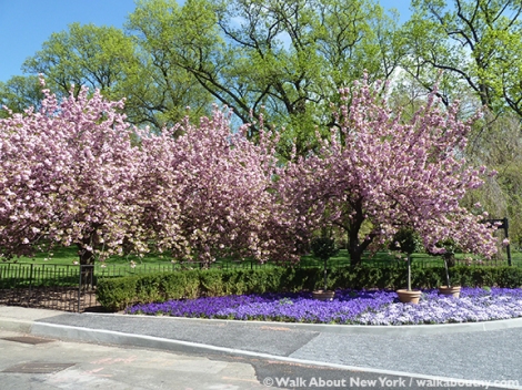 New York Botanical Garden, the Bronx, Spring, Daffodils, Cherry Trees, Daffodil Hill, Walk About New York, Specialty Tours, Lilacs